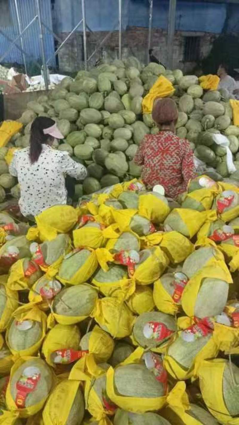 精品晓蜜25哈密瓜价优保质产地供货发货全国