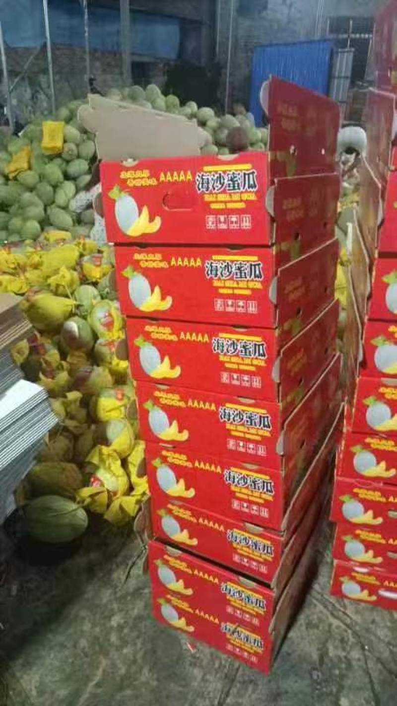 精品晓蜜25哈密瓜价优保质产地供货发货全国