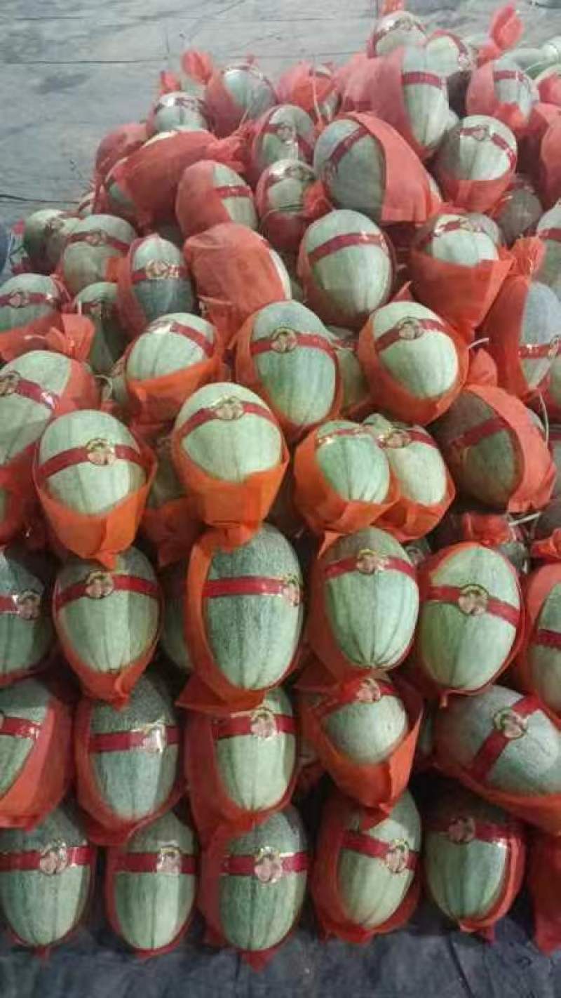 精品晓蜜25哈密瓜价优保质产地供货发货全国