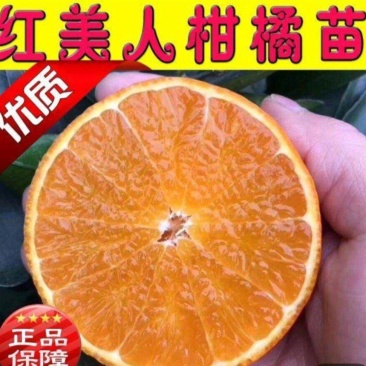 红美人，红美人柑橘苗，早熟，全国包邮，支持线上保障交易。