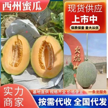 精品晓蜜25哈密瓜价优保质产地供货发货全国