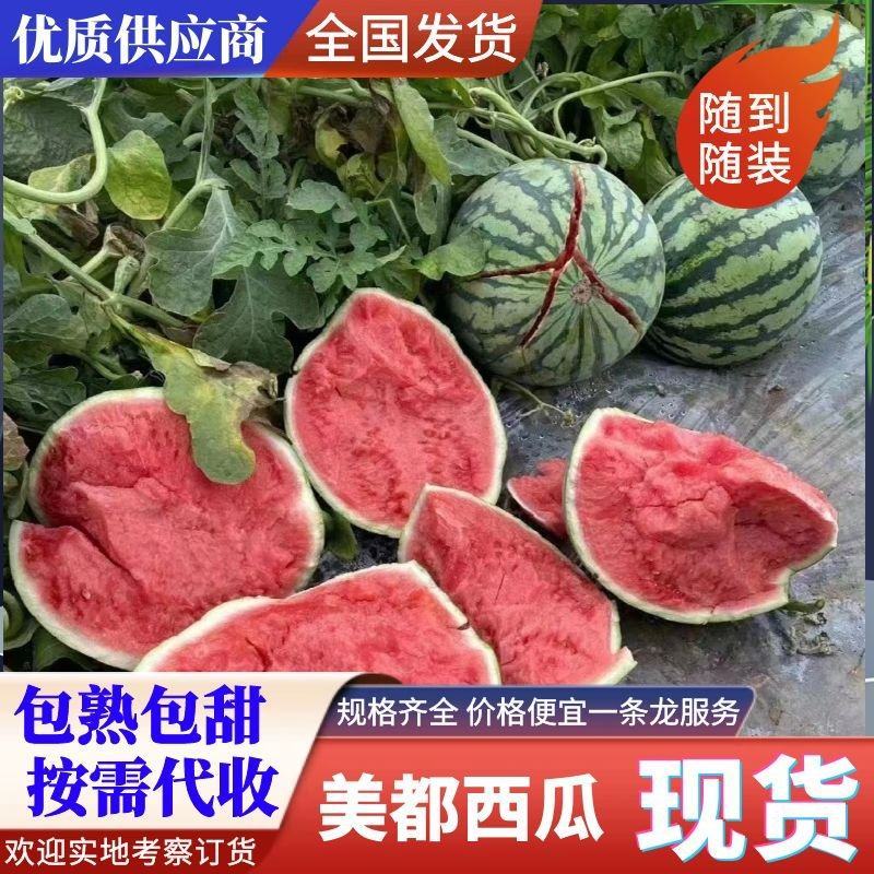 云南美都西瓜头茬产地供货品质保证量大从优