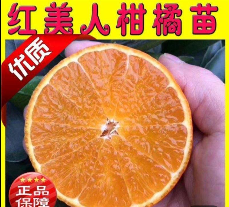 红美人，红美人柑橘苗，早熟，全国包邮，支持线上保障交易。