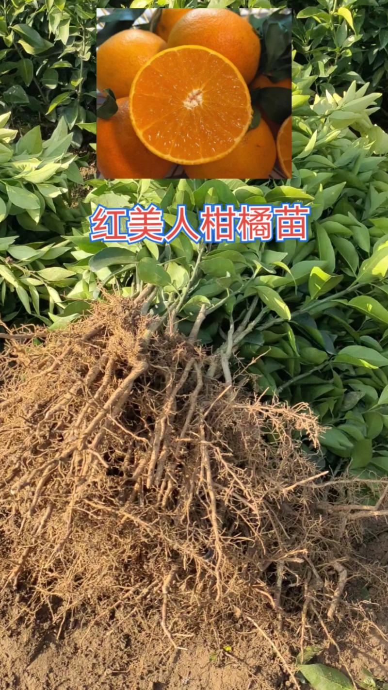 红美人，红美人柑橘苗，早熟，全国包邮，支持线上保障交易。