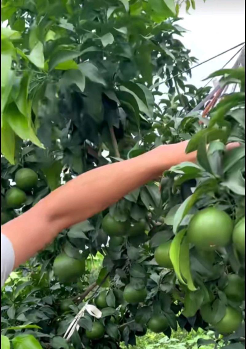 红美人，红美人柑橘苗，早熟，全国包邮，支持线上保障交易。