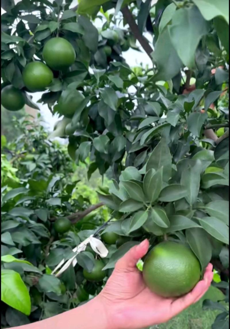 红美人，红美人柑橘苗，早熟，全国包邮，支持线上保障交易。