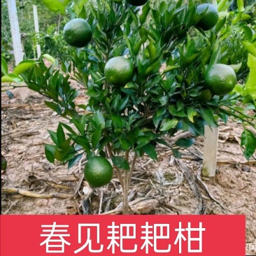 春见耙耙柑，春见柑橘苗，产地一手货源，视频看货。