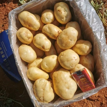 精品土豆大量现货自产自销一手货源欢迎采购