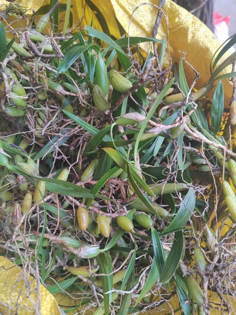 石橄榄双叶大果大量批发货源充足