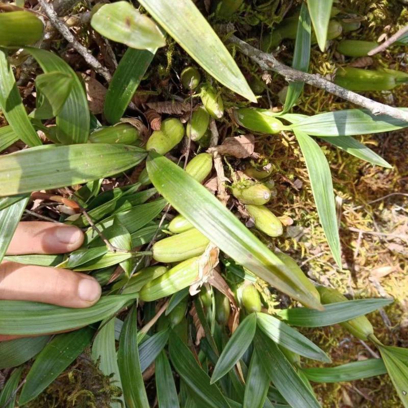 石橄榄双叶大果大量批发货源充足