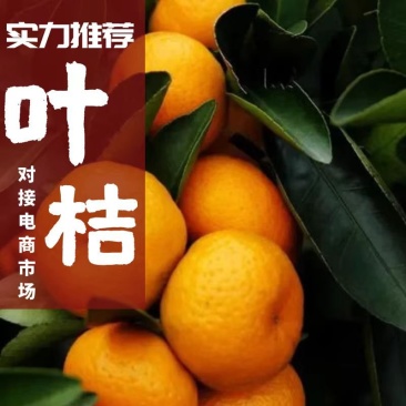 小叶桔沙糖桔中晚熟蜜桔南丰桔产地货源充足产地直供