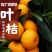 小叶桔沙糖桔中晚熟蜜桔南丰桔产地货源充足产地直供