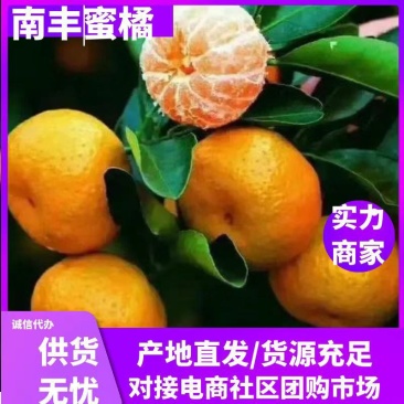 小叶桔南丰桔大量上市口感好货源充足欢迎各地客商对接