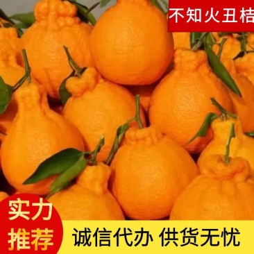 丑桔丑八怪不知火个头大味甜化渣产地一手货源量大从优保质保