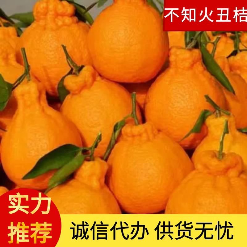 丑桔丑八怪不知火个头大味甜化渣产地一手货源量大从优保质保