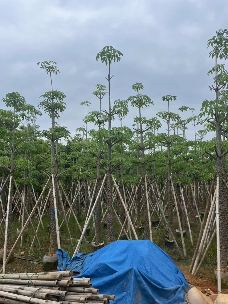 英雄树，本地木棉，5-20分，大量出售，支持视频看货