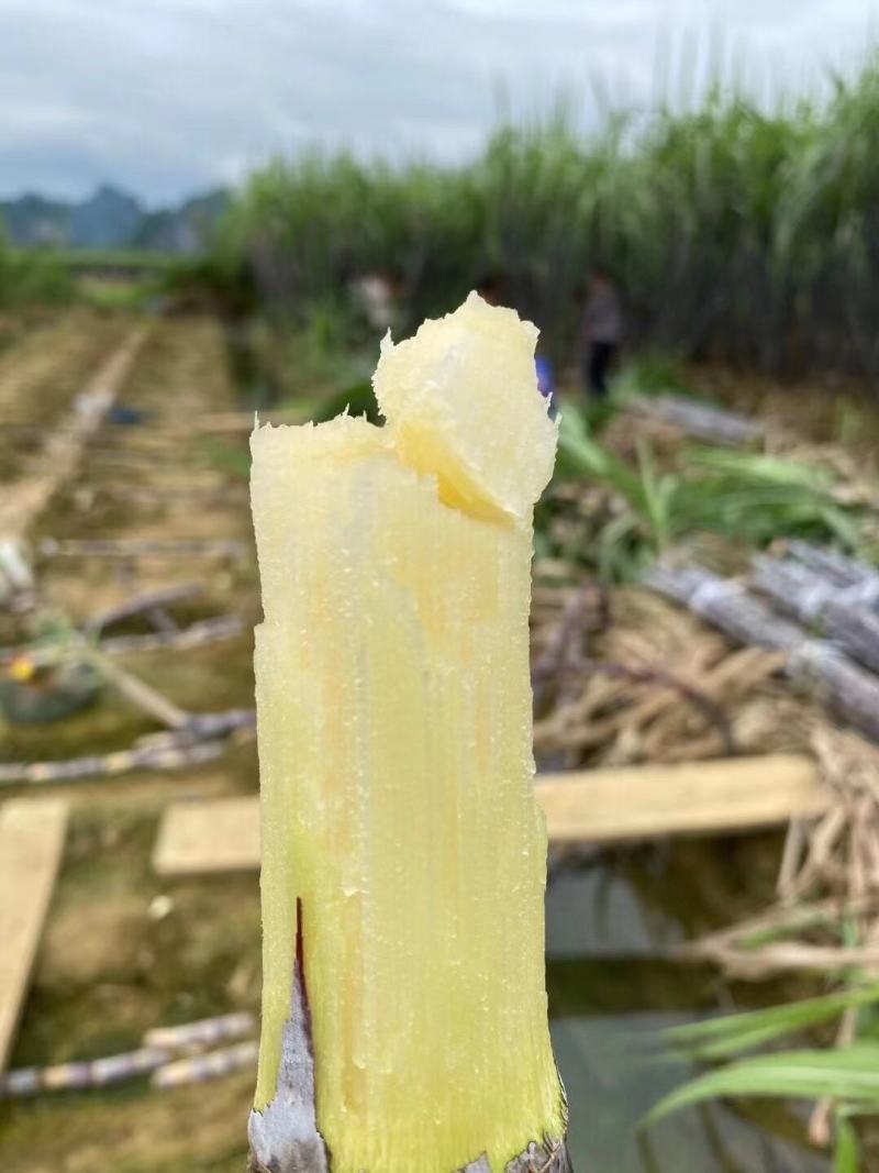 【实力商家】广东黑皮甘蔗皮薄多汁现砍现发基地批发量大直供