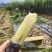【实力商家】广东黑皮甘蔗皮薄多汁现砍现发基地批发量大直供