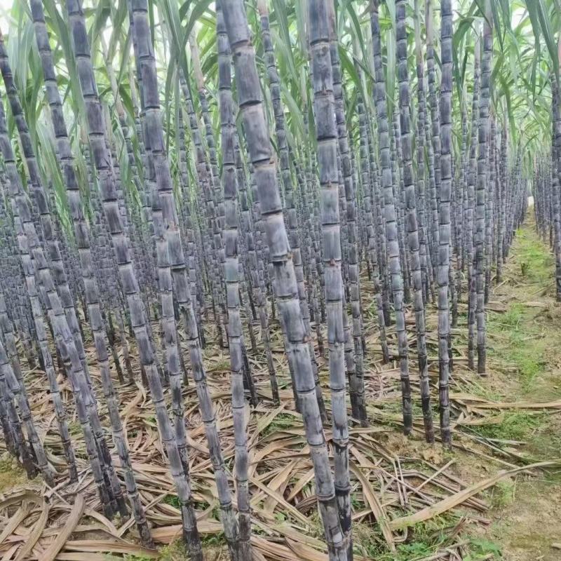 【实力商家】广东黑皮甘蔗皮薄多汁现砍现发基地批发量大直供