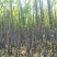 【实力商家】广东黑皮甘蔗皮薄多汁现砍现发基地批发量大直供