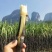 【实力商家】广东黑皮甘蔗皮薄多汁现砍现发基地批发量大直供