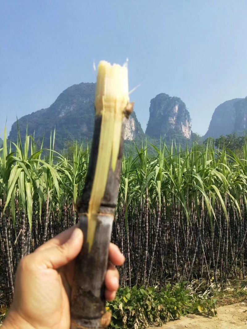 【实力商家】广东黑皮甘蔗皮薄多汁现砍现发基地批发量大直供