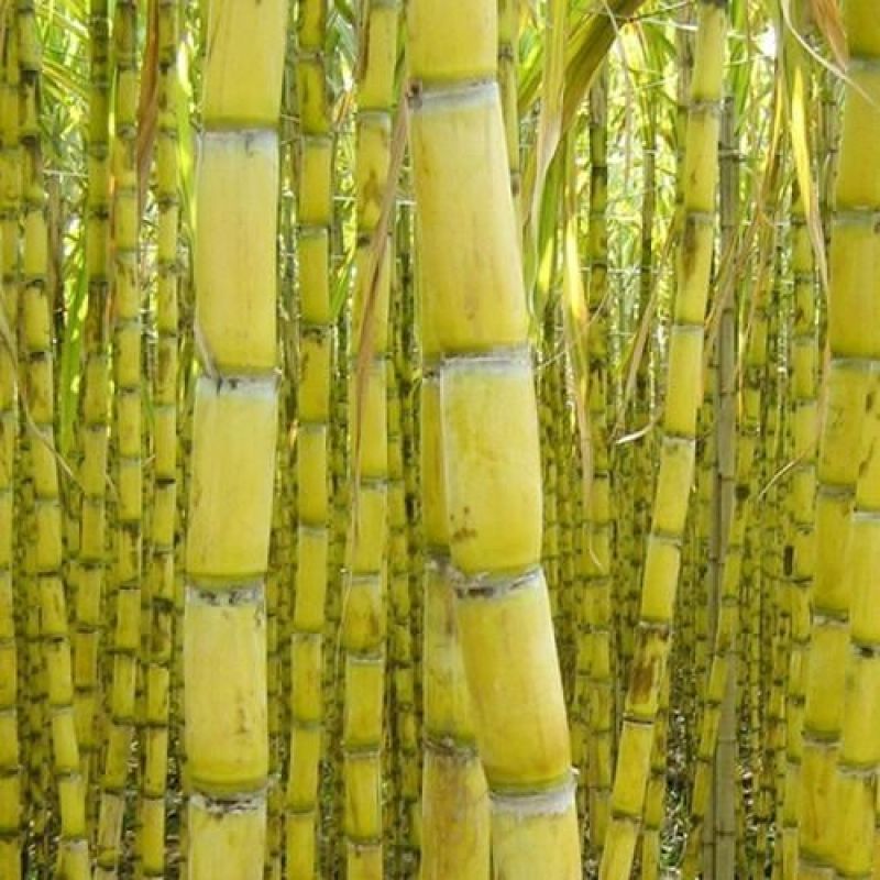 【黄皮甘蔗广东黄皮甘蔗大量供应根长茎粗大量供应欢迎咨询