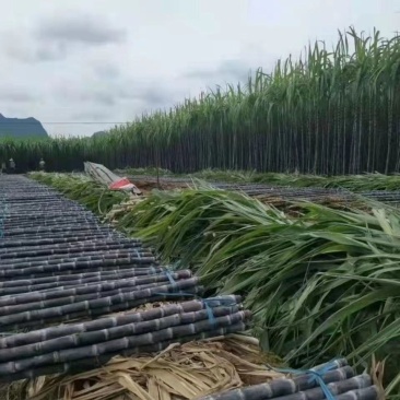 广东韶关甘蔗大量供应一手货源口感脆甜多汁欢迎咨询
