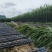 广东韶关甘蔗大量供应一手货源口感脆甜多汁欢迎咨询