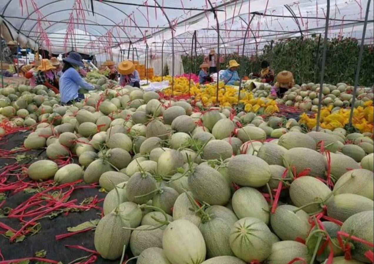 哈密瓜在温室大棚中生长