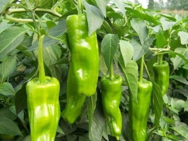 【下】泡椒大量批发，诚接订单货源充足～福建南辣协会