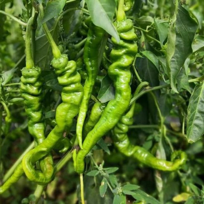 【下】螺丝椒味道佳种植基地量大从优欢迎老板电话联系