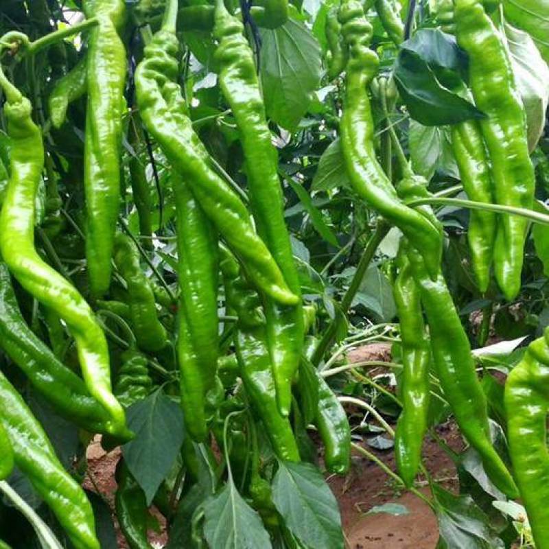 【下】螺丝椒味道佳种植基地量大从优欢迎老板电话联系