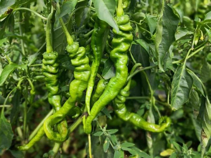 【下】螺丝椒味道佳种植基地量大从优欢迎老板电话联系