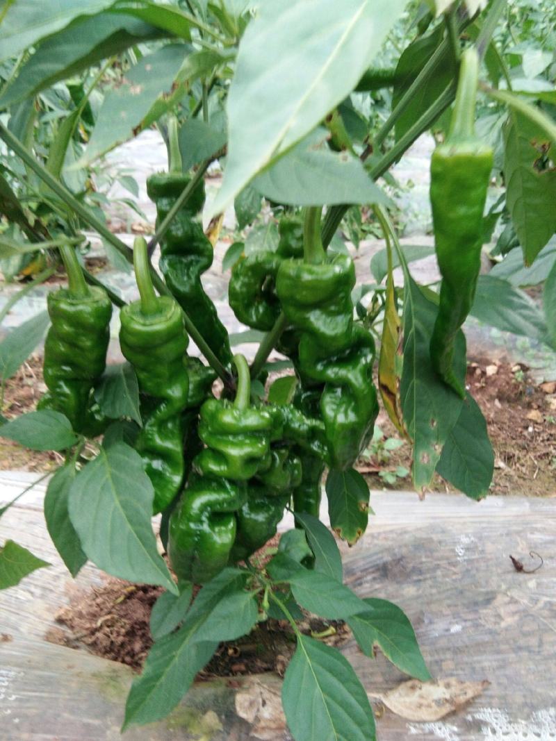 【下】螺丝椒味道佳种植基地量大从优欢迎老板电话联系
