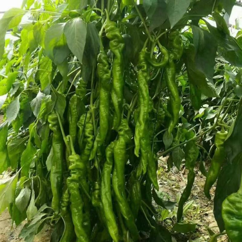 【下】螺丝椒味道佳种植基地量大从优欢迎老板电话联系