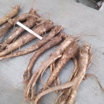 精品桔梗大量出售，货量大，质量好，含量高