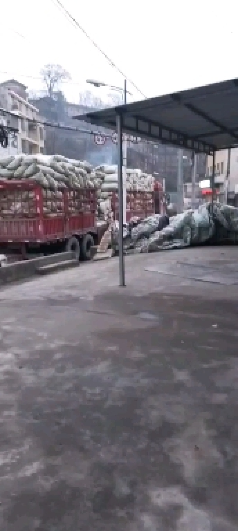 精品桔梗大量出售，货量大，质量好，含量高