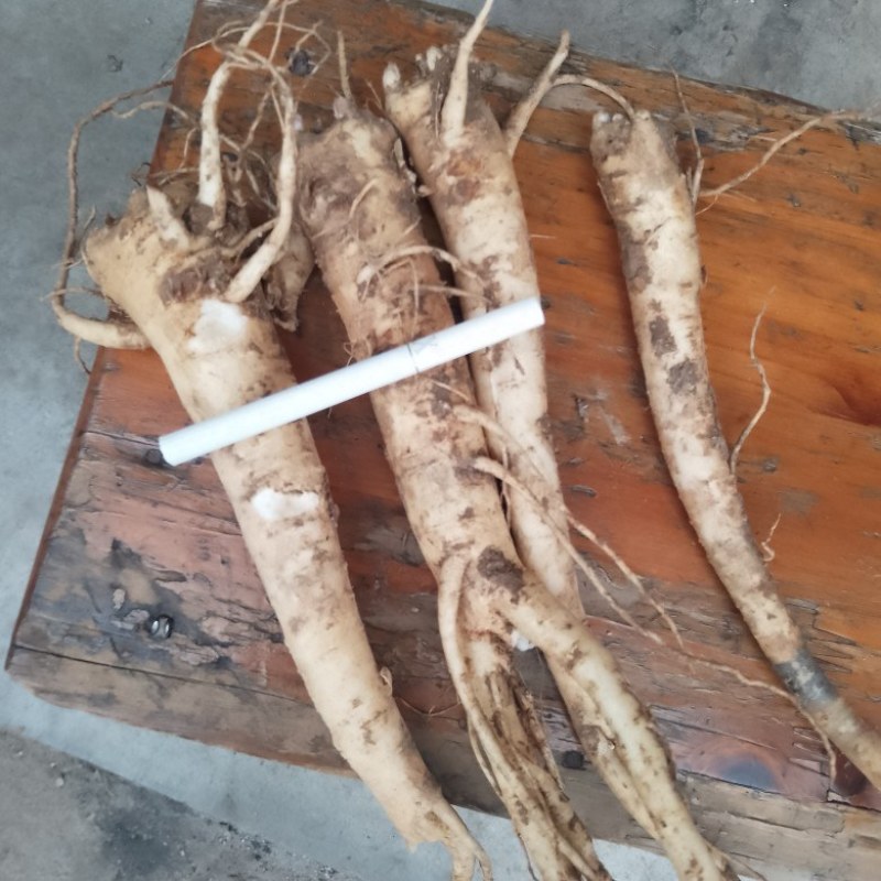 精品桔梗大量出售，货量大，质量好，含量高