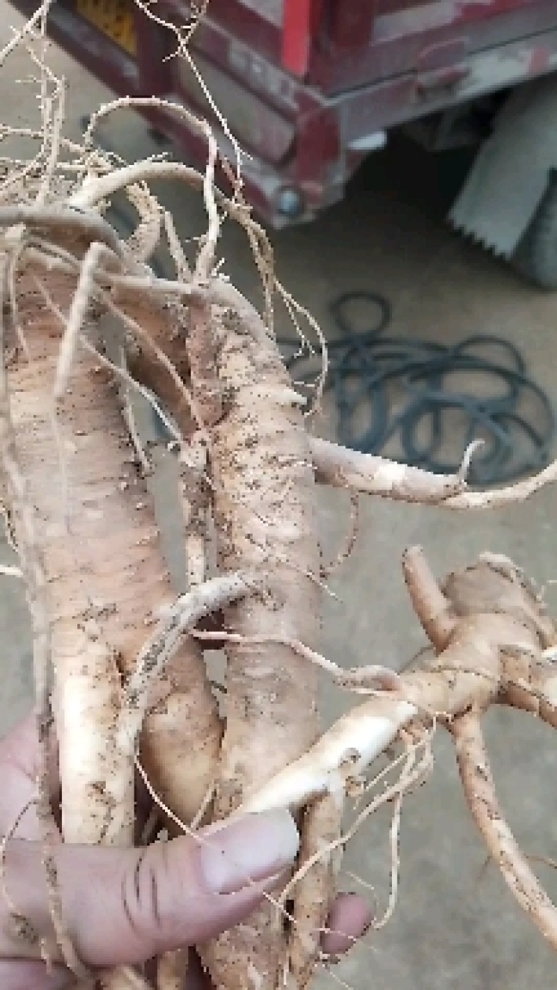 精品桔梗大量出售，货量大，质量好，含量高
