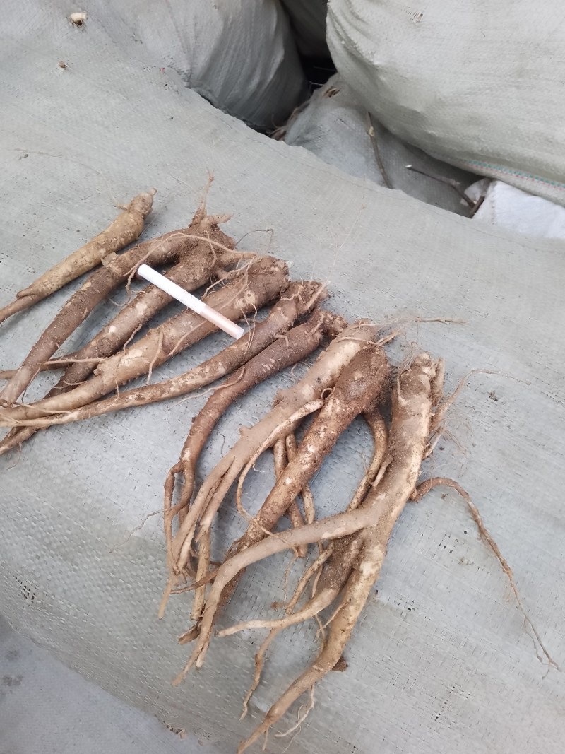 精品桔梗大量出售，货量大，质量好，含量高