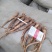 精品桔梗大量出售，货量大，质量好，含量高