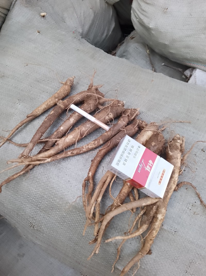 精品桔梗大量出售，货量大，质量好，含量高