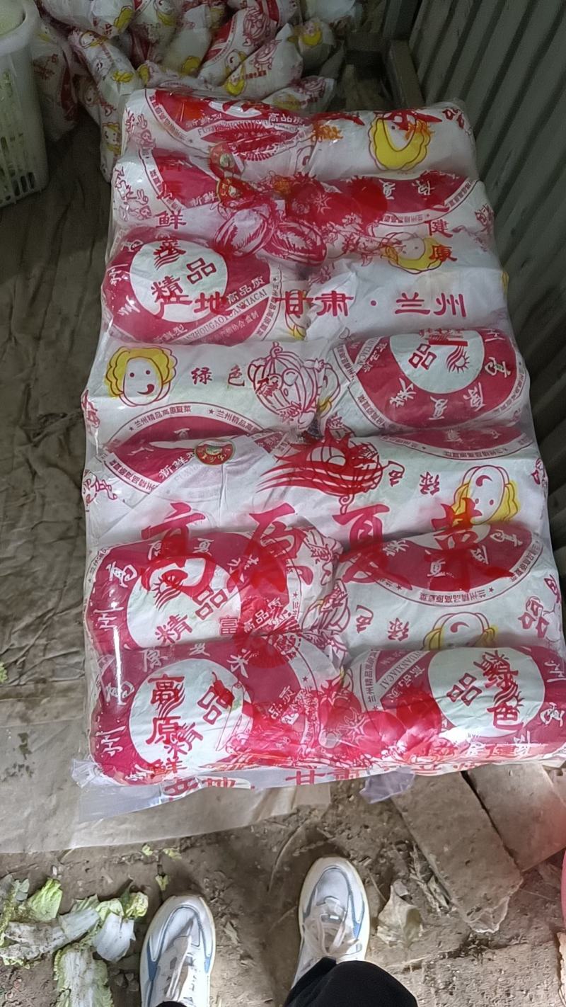 皖北基地娃娃菜精品，大娃/小娃现货供应，支持对接全国市场