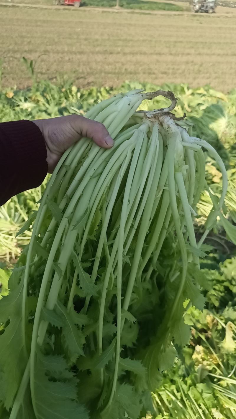 基地雪里红，新鲜上市，大量采摘出货，质优价廉对接整车