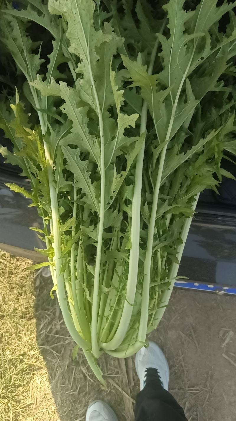 基地雪里红，新鲜上市，大量采摘出货，质优价廉对接整车