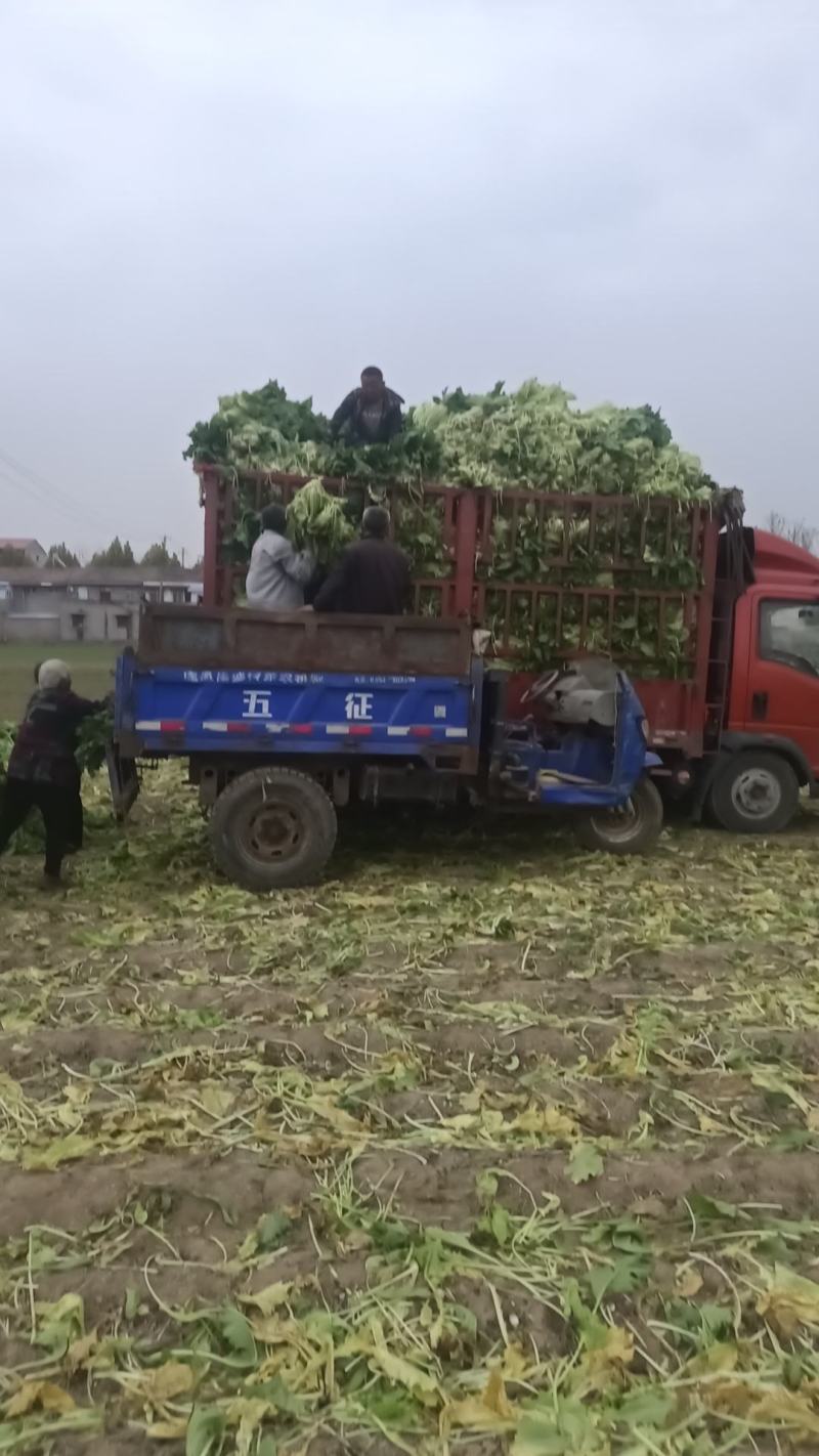 基地雪里红，新鲜上市，大量采摘出货，质优价廉对接整车
