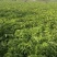 基地雪里红，新鲜上市，大量采摘出货，质优价廉对接整车