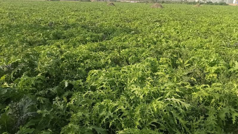 基地雪里红，新鲜上市，大量采摘出货，质优价廉对接整车