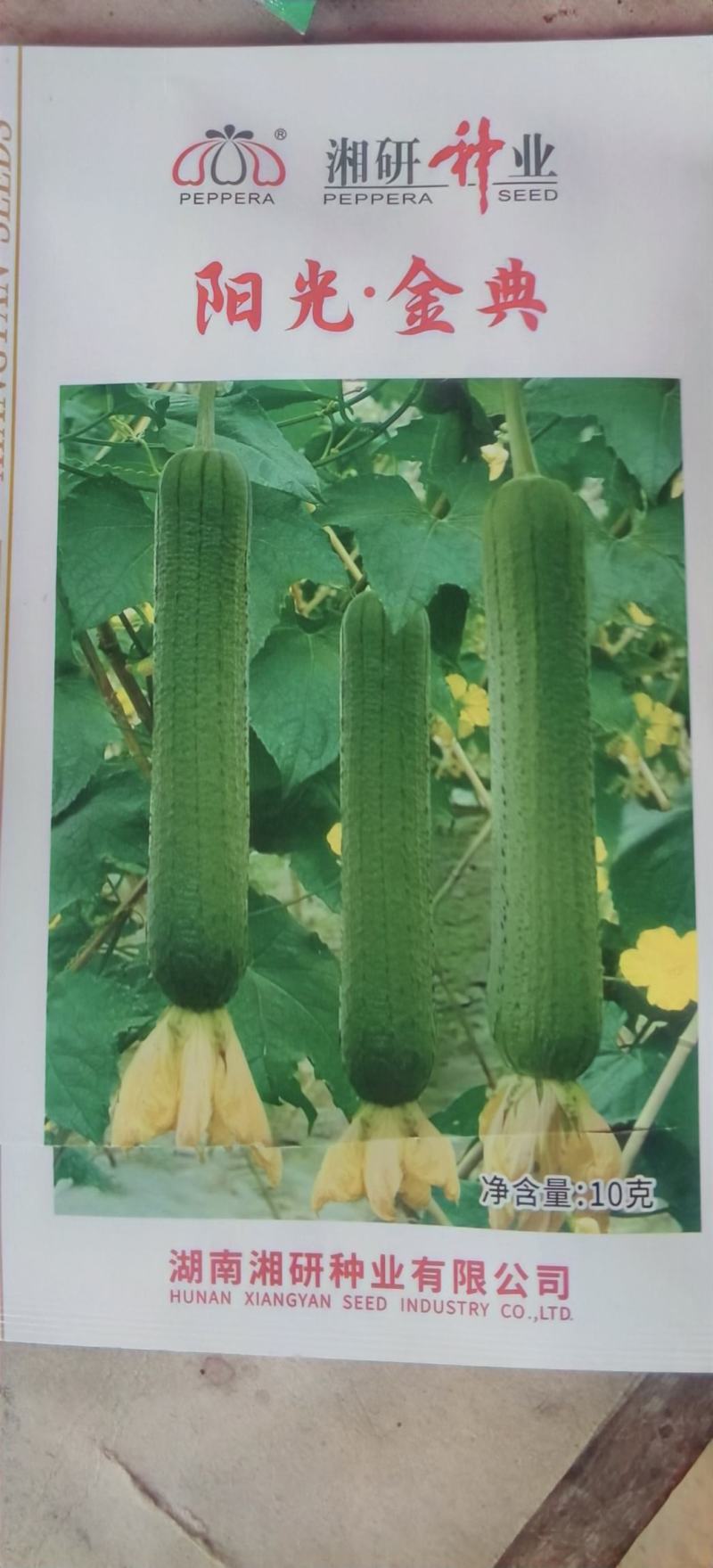 丝瓜种子阳光美美香早熟瓜条顺直翠绿结瓜密品质优
